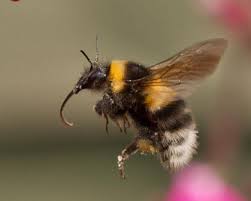 Garden Bumble Bee In Flight Bumble Bee Bee Flying Photography
