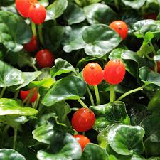 Image result for Geophila repens