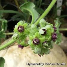 Image result for Raphionacme procumbens