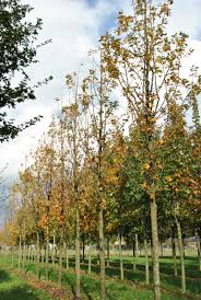 These are usually sold at a more expensive price in the market, because the wood is only available in north america. Acer Saccharum Newton Sentry Aceraceae Van Den Berk Nurseries