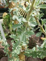 Image result for Sesamothamnus lugardii