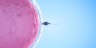 Bei einer eileiterschwangerschaft (tubargravidität) nistet sich die eizelle nach ihrer befruchtung nicht wie normal in der gebärmutter ein, sondern im eileiter. Eileiterschwangerschaft Symptome Und Behandlung Familie De