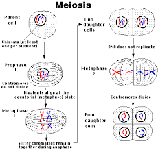 Re What Is The Difference Between Mitosis And Meiosis