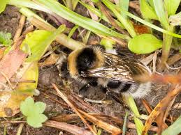 Image result for Bombus semenoviellus
