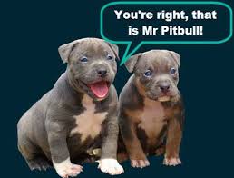 Check the food sources for your dog's food. Best Dog Food For A Puppy