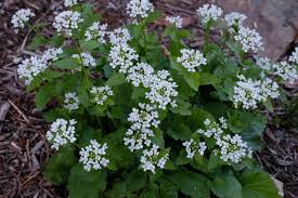 Image result for Iphigenia pauciflora