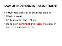 A dihybrid cross involves the crossing of just one trait. Mic150 Chap 1 Mendelian Genetics