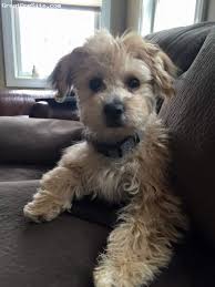 Black And Tan Yorkie Full Grown Yo Chon 5 Months Old Tan Brown And Black On Ears And Tails This Is My Spunky Boy Ollie He Loves To Play With Other Pups Puppy Training Yorkie Dogs Puppies