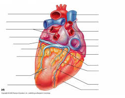 Gross Anatomy Of The Heart Labeling