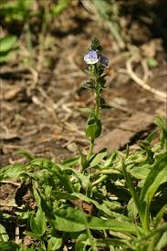 Image result for Veronica abyssinica