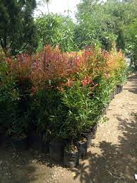 Check spelling or type a new query. Harga Tanaman Pucuk Merah Rp 25 000 Tinggi 1 M Sinox Nursery