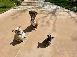 Yesterday was quite the agenda and pretty gorgeous out once the clouds  parted. We had a full lineup beginning with my adorable staycationer pack  Sierra, Daisy and @yosemite.theyellowlabrador Daisy killed another lambchop