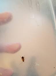 Baby Cockroach Or Bed Bug R Insects