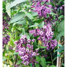 Image result for Cestrum × cultum