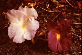 Image result for Siphonochilus rhodesicus