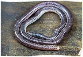 Blind Snake Ramphotyphlops Proximus Poster Termite Control Snake Termites