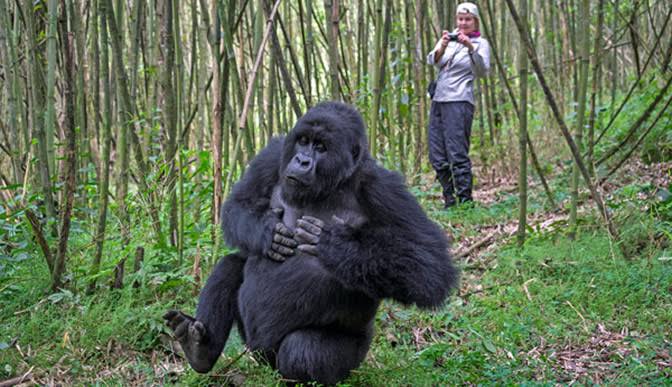 Mountain gorilla in Volcanoes National Park, Rwanda