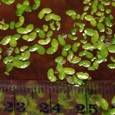 Image result for Lemna aequinoctialis