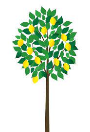 Lemon Tree With Lemons On White Background Sponsored Advertisement Ad Tree White Lemons Lemon Lemon Tree Tree Lemon