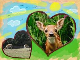 Deer Collage Animali Selvaggi Fan Art 34281649 Fanpop All wildlife background pictures are available in an ultra high resolution quality and they are totally free. fanpop