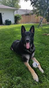 Do black german shepherd puppies stay black? The German Shepherd Dog German Shepherd Guide