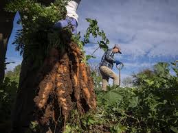 Trump funding cuts take local produce from schools, hurt farmers