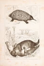 27 Amazing Duck Billed Platypus Facts Factretriever Find & download free graphic resources for platypus. 27 amazing duck billed platypus facts