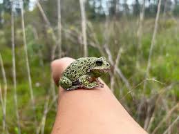 Image result for Hippocratea graciliflora