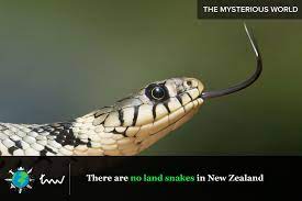 Nature Snakes Facts Snake Rat Snake Reptiles