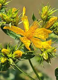 Image result for Hypericum quartinianum