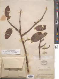 Image result for Phragmanthera usuiensis