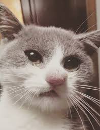 Check out all our blank memes. Girlfriend S Cat Got Stung By A Bee 9gag