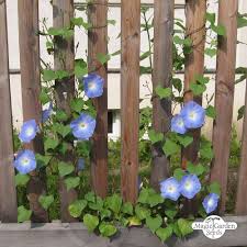 Morning glory produces new flowers daily and blooms. Trichterwinde Heavenly Blue Ipomoea Tricolor Wissenswertes Saatgut A Z Samen Hijkl Samen Saatgut