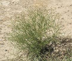 Image result for Schkuhria pinnata