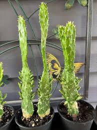 Image result for Opuntia monacantha