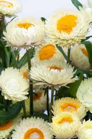 Image result for Helichrysum decorum