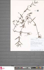 Image result for Sabicea bequaertii