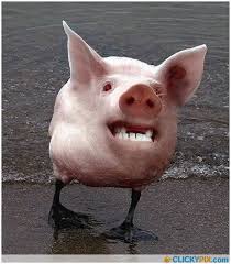 Freaky Photoshopped Animal Hybrids Clicky Pix Photoshopped Animals Animal Mashups Funny Animals