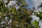 Image result for Neocussonia umbellifera