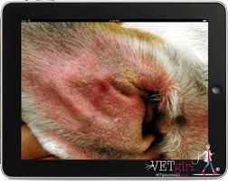 Listing websites about free online veterinary ce courses. A Review Of Otitis Vetgirl Veterinary Ce Free Online Merck Webinar Dog Skin Dog Remedies Dogs Ears Infection