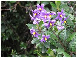 Image result for Solanum terminale