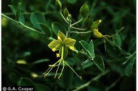 Image result for Cadaba