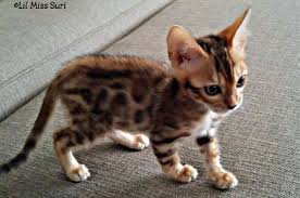 Enter a location to see results close by. Properly Welcoming Your New Kitten Bengal Cats