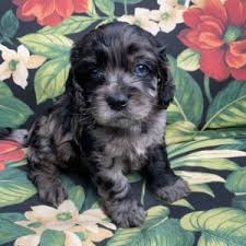 Help keep this page updated: Blu Boy Cockapoo Puppy 642302 Puppyspot