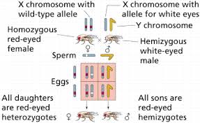 Gene Interactions