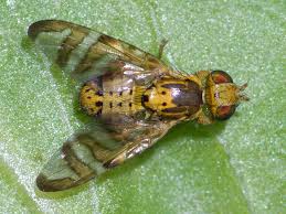 Image result for Cyathula cylindrica
