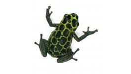 Tons of Thumbnails at Josh's Frogs! | Chameleon Forums
