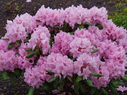 Bombastic Blooms Flores