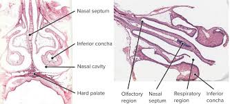 Cribriform plate of the ethmoid. Nose Anatomy And Histology Of The Human Nose Medical Library