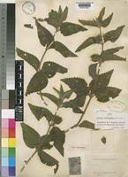 Image result for Lantana ukambensis